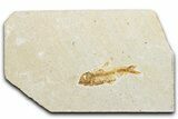 Bargain, Fossil Fish (Knightia) - Wyoming #346014-1